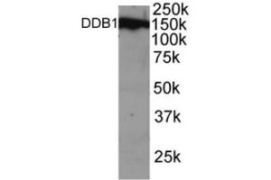 Western blot analysis of DDB1 in NSO cell lysate with ABIN121624. (DDB1 anticorps  (C-Term))