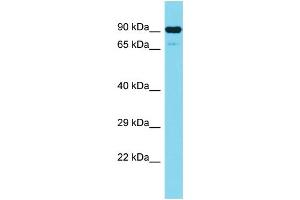 Host: Rabbit Target Name: CEP89 Sample Type: Jurkat Whole Cell lysates Antibody Dilution: 1. (CEP89 anticorps  (N-Term))