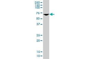 Western Blotting (WB) image for anti-DEAD (Asp-Glu-Ala-Asp) Box Polypeptide 56 (DDX56) (AA 450-547) antibody (ABIN527138)