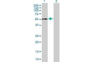 Western Blot analysis of CFI expression in transfected 293T cell line by CFI MaxPab polyclonal antibody. (Complement Factor I anticorps  (AA 1-377))
