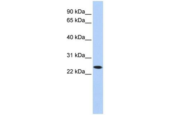 KLRA1 anticorps  (N-Term)