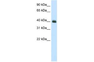 WB Suggested Anti-PUS1 Antibody Titration:  0. (PUS1 anticorps  (C-Term))