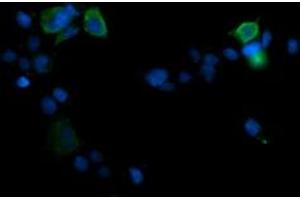 Image no. 2 for anti-Mitogen-Activated Protein Kinase 13 (MAPK13) antibody (ABIN1499958) (MAPK13 anticorps)