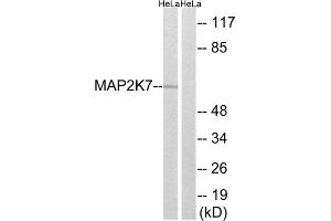Western Blotting (WB) image for anti-Mitogen-Activated Protein Kinase Kinase 7 (MAP2K7) (Ser271) antibody (ABIN1848234) (MAP2K7 anticorps  (Ser271))