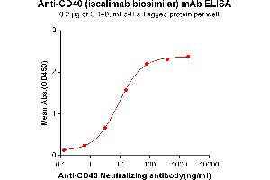 ELISA plate pre-coated by 2 μg/mL (100 μL/well) Human CD40, mFc-His tagged protein ABIN6961088, ABIN7042205 and ABIN7042206 can bind Anti-CD40 Neutralizing antibody in a linear range of 0. (Recombinant CD40 (Iscalimab Biosimilar) anticorps)