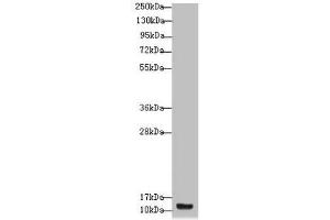 Western blot All lanes: S100A14 antibody at 4. (S1A14 (AA 1-104) anticorps)