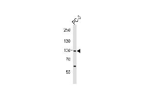 Western Blotting (WB) image for anti-SREBF chaperone (SCAP) (AA 604-632) antibody (ABIN652508)