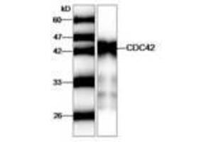 Image no. 1 for anti-Cell Division Cycle 42 (GTP Binding Protein, 25kDa) (CDC42) antibody (ABIN791459) (CDC42 anticorps)