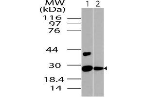 Image no. 1 for anti-NAD(P)H Dehydrogenase, Quinone 1 (NQO1) (AA 50-274) antibody (ABIN5027401) (NQO1 anticorps  (AA 50-274))