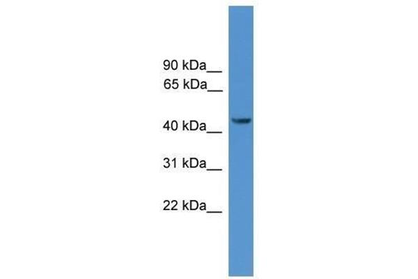 SYT12 anticorps  (N-Term)