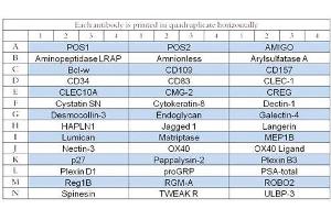 Image no. 1 for Human Cytokine Array Q15 (ABIN4956048) (Humain Cytokine Array Q15)