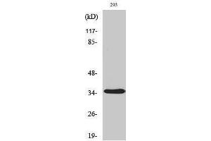 Western Blotting (WB) image for anti-Aquaporin 4 (AQP4) (Internal Region) antibody (ABIN3183338) (Aquaporin 4 anticorps  (Internal Region))