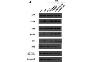 Western Blotting (WB) image for anti-BCL2-Associated X Protein (BAX) (AA 1-100) antibody (ABIN3020683)