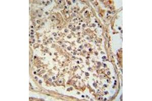 Immunohistochemistry analysis in formalin fixed and paraffin embedded human testis tissue reacted with GTPBP2 antibody (C-term) followed by peroxidase conjugation of the secondary antibody and DAB staining. (GTPBP2 anticorps  (C-Term))