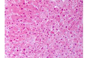 Anti-SOD1 antibody IHC of human liver, hephatocytes. (SOD1 anticorps  (Atto 594))