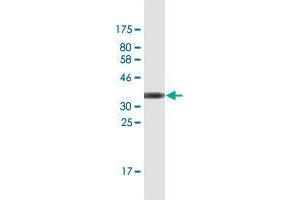 Western Blot detection against Immunogen (36. (FBXO11 anticorps  (AA 744-843))