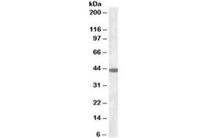 Western blot testing of rat brain lysate with Connexin 43 antibody at 0. (Connexin 43/GJA1 anticorps)