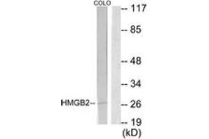 Western Blotting (WB) image for anti-High Mobility Group Box 2 (HMGB2) (AA 131-180) antibody (ABIN2889438) (HMGB2 anticorps  (AA 131-180))