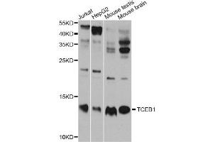 Western blot analysis of extracts of various cell lines, using TCEB1 antibody (ABIN5999020) at 1/1000 dilution. (TCEB1 anticorps)