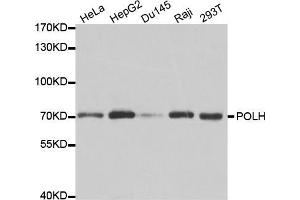 Western blot analysis of extracts of various cell lines, using POLH antibody (ABIN5970934) at 1/1000 dilution. (POLH anticorps)