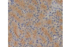 IHC-P analysis of kidney tissue, with DAB staining. (FPGS anticorps  (AA 210-439))