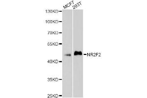 Western blot analysis of extracts of various cell lines, using NR2F2 antibody (ABIN5998382) at 1/1000 dilution. (NR2F2 anticorps)