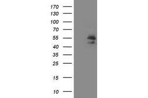 Image no. 3 for anti-ADP-Ribosylation Factor GTPase Activating Protein 1 (ARFGAP1) antibody (ABIN1496681) (ARFGAP1 anticorps)