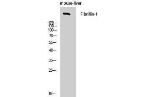 Western Blotting (WB) image for anti-Fibrillin 1 (FBN1) (C-Term) antibody (ABIN3184601) (Fibrillin 1 anticorps  (C-Term))