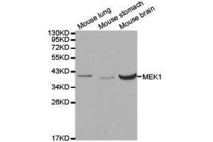 Western Blotting (WB) image for anti-Mitogen-Activated Protein Kinase Kinase 1 (MAP2K1) antibody (ABIN1873603) (MEK1 anticorps)