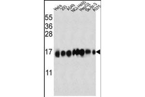 IFITM3 Antibody (N-term) (ABIN387989 and ABIN2845007) western blot analysis in Hela,293,A549,NCI-,HepG2,Sk-Br-3, cell line lysates (35 μg/lane). (IFITM3 anticorps  (N-Term))