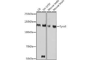 Western blot analysis of extracts of various cell lines, using Tyro3 Rabbit mAb (ABIN1678641, ABIN7101341, ABIN7101342 and ABIN7101343) at 1:1000 dilution. (TYRO3 anticorps)