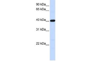 Western Blotting (WB) image for anti-Tropomodulin 3 (TMOD3) antibody (ABIN2459846) (TMOD3 anticorps)