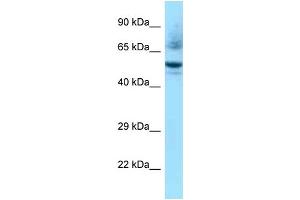 WB Suggested Anti-Nr1h3 Antibody Titration: 1. (NR1H3 anticorps  (C-Term))