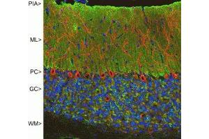 Immunofluorescence of rat cerebellum showing strong synaptic staining of VSNL1 (green) in the molecular layer (ML) and MAP2 ( ABIN361345) in red. (VSNL1 anticorps)