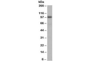 Western blot testing of human liver lysate with AKAP8 antibody at 1ug/ml. (AKAP8 anticorps)