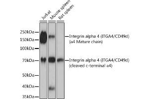 Western blot analysis of extracts of various cell lines, using Integrin alpha 4 (ITG/CD49d) (ITG/CD49d) Rabbit mAb (054) at 1:1000 dilution. (ITGA4 anticorps)