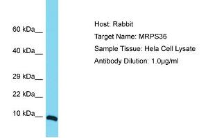 Host: Rabbit Target Name: MRPS36 Sample Tissue: Human Hela Whole Cell Antibody Dilution: 1ug/ml (MRPS36 anticorps  (Middle Region))