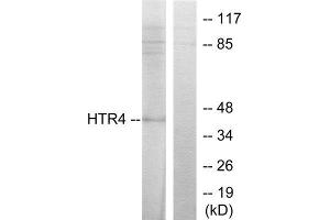 Western Blotting (WB) image for anti-Serotonin Receptor 4 (HTR4) (N-Term) antibody (ABIN1850161) (Serotonin Receptor 4 anticorps  (N-Term))