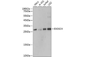 Western blot analysis of extracts of various cell lines, using EXOSC4 antibody  at 1:3000 dilution. (EXOSC4 anticorps  (AA 1-245))