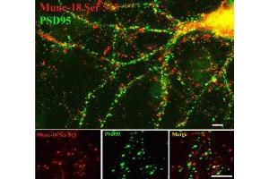 Immunostaining of 14 DIV rat cortical neurons showing specific labeling of Munc-18 phosphorylated at Ser513 (red) and PSD95 (green). (STXBP2 anticorps  (pSer513))