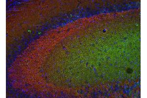 Indirect immunostaining of PFA fixed mouse hippocampus section with anti-Munc18-1 (dilution 1 : 500; red) and mouse anti-MAP 2 (cat. (STXBP1 anticorps)