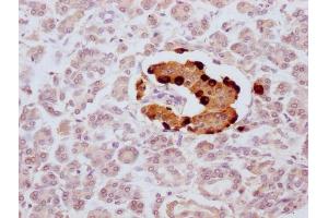 IHC image of ABIN7181328 diluted at 1:100 and staining in paraffin-embedded human pancreatic tissue performed on a Leica BondTM system. (Glucagon anticorps)