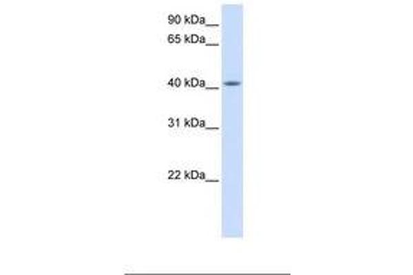 FAM54A anticorps  (AA 254-303)