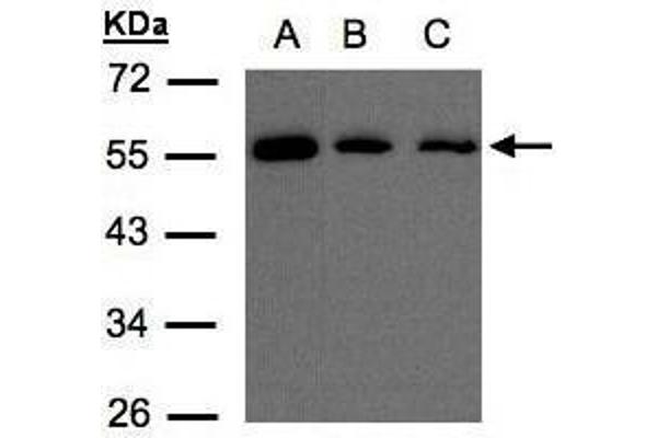 OSBPL2 anticorps  (C-Term)
