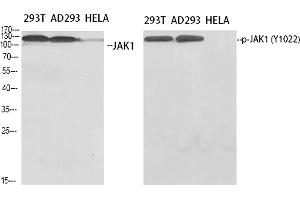 Western Blot analysis of 293T (1), AD293 (2), Hela (3), diluted at 1:500. (JAK1 anticorps  (pTyr1022))