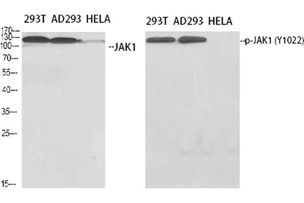 JAK1 anticorps  (pTyr1022)