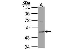 WB Image Sample (30 ug of whole cell lysate) A: Hela 10% SDS PAGE antibody diluted at 1:5000 (HRH3 anticorps  (C-Term))