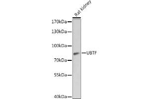 Western blot analysis of extracts of Rat kidney, using UBTF antibody  at 1:1000 dilution. (UBTF anticorps  (AA 200-440))