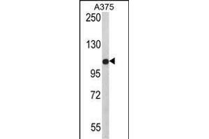 Western blot analysis of TCPR1 Antibody (N-term) (ABIN390828 and ABIN2841056) in  cell line lysates (35 μg/lane). (TECPR1 anticorps  (N-Term))