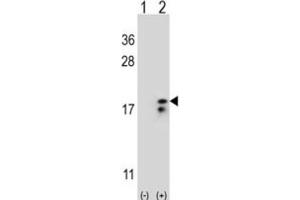 Western Blotting (WB) image for anti-Cytochrome C Oxidase Subunit VIa Polypeptide 1 (COX6A1) antibody (ABIN3004056) (COX6A1 anticorps)